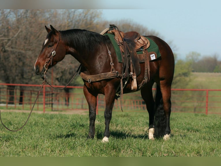 American Quarter Horse Castrone 4 Anni 147 cm Baio ciliegia in Verona