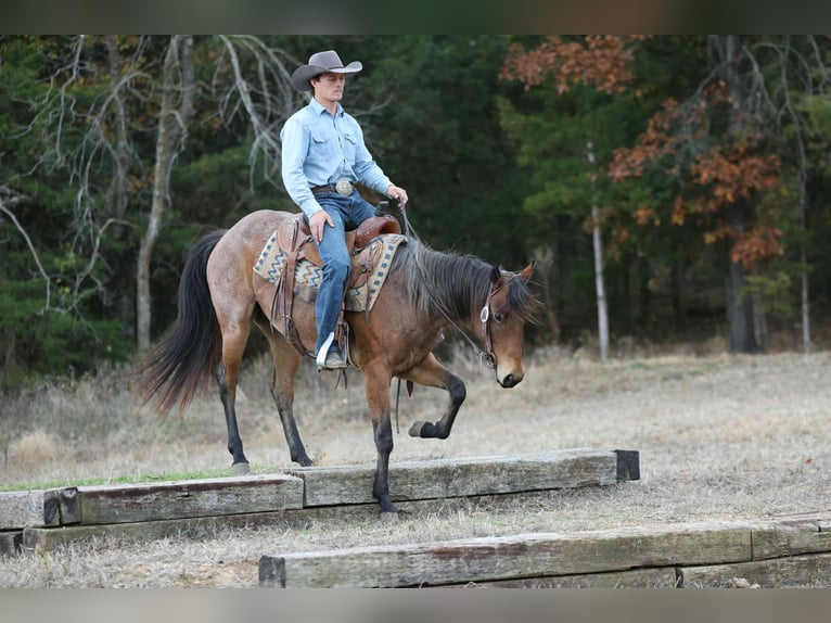 American Quarter Horse Castrone 4 Anni 147 cm Baio roano in Cole Camp MO