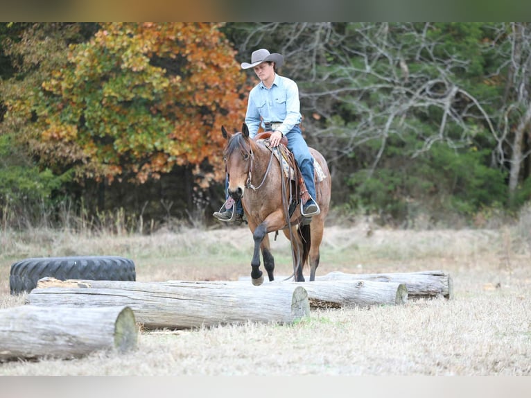 American Quarter Horse Castrone 4 Anni 147 cm Baio roano in Cole Camp MO