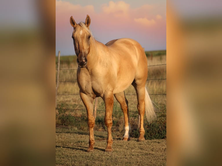 American Quarter Horse Castrone 4 Anni 147 cm Dunalino in Amarillo