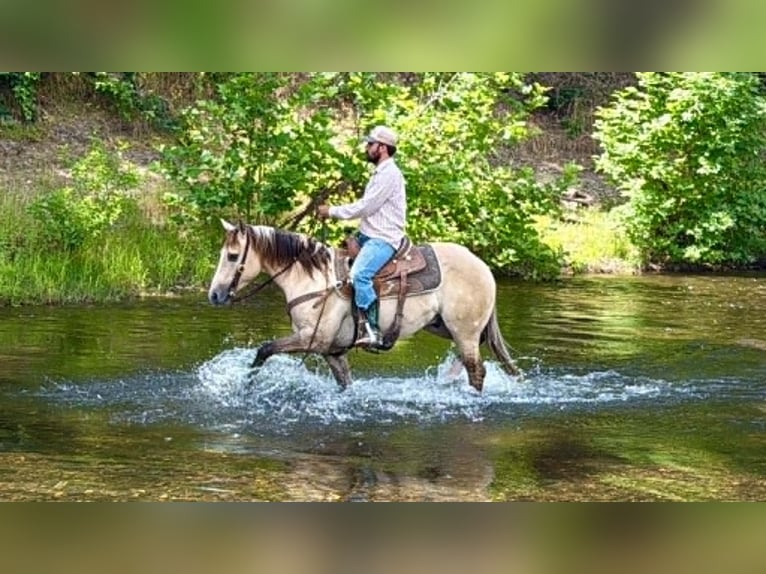American Quarter Horse Castrone 4 Anni 147 cm Falbo in King City