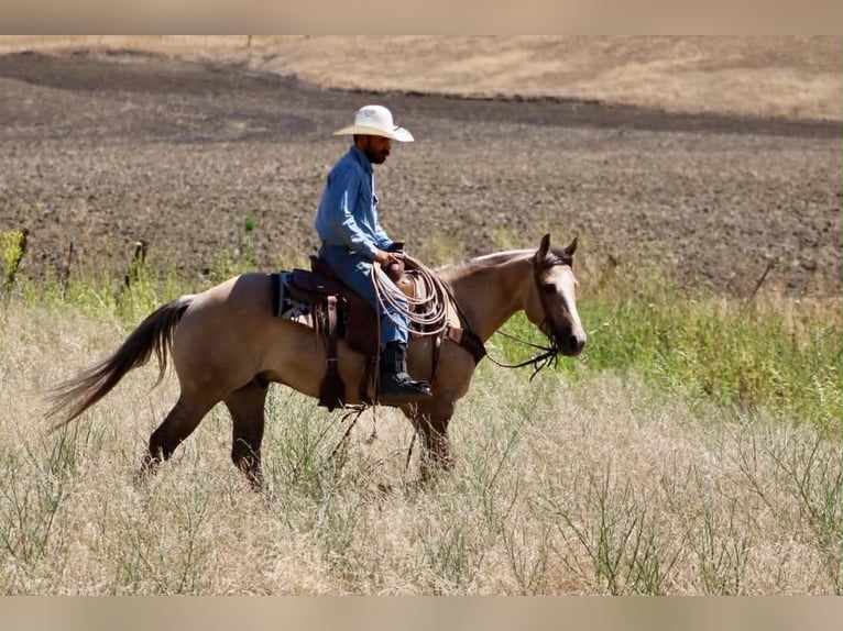 American Quarter Horse Castrone 4 Anni 147 cm Falbo in King City