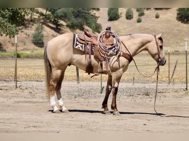 American Quarter Horse Castrone 4 Anni 147 cm Falbo in King City
