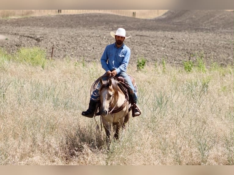 American Quarter Horse Castrone 4 Anni 147 cm Falbo in King City