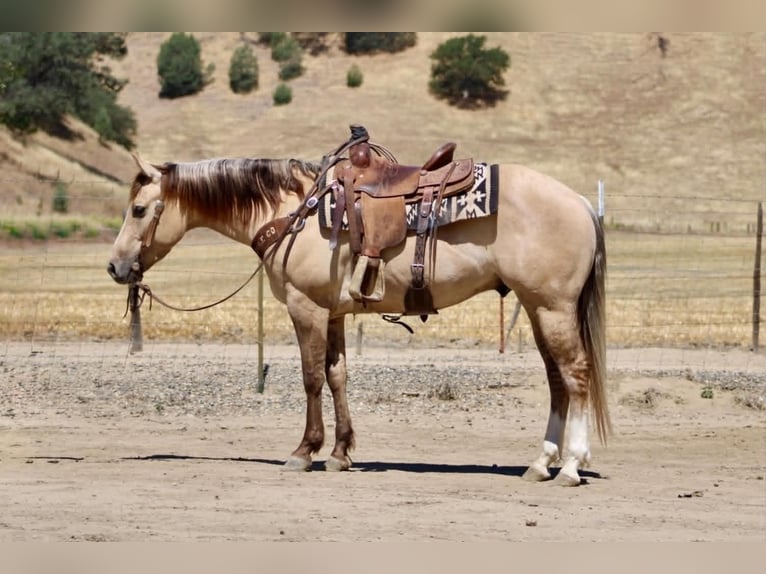 American Quarter Horse Castrone 4 Anni 147 cm Falbo in King City