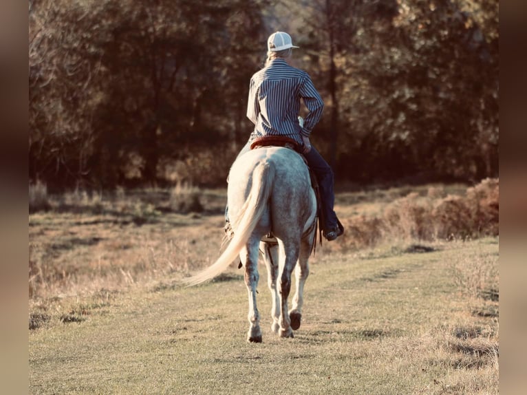 American Quarter Horse Castrone 4 Anni 147 cm Grigio in Carthage