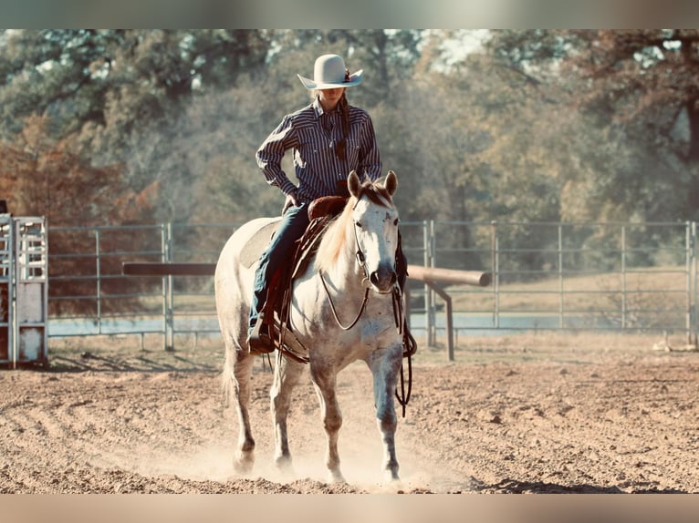 American Quarter Horse Castrone 4 Anni 147 cm Grigio in Carthage