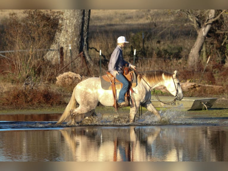 American Quarter Horse Castrone 4 Anni 147 cm Grigio in Carthage