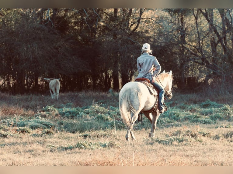 American Quarter Horse Castrone 4 Anni 147 cm Grigio in Carthage