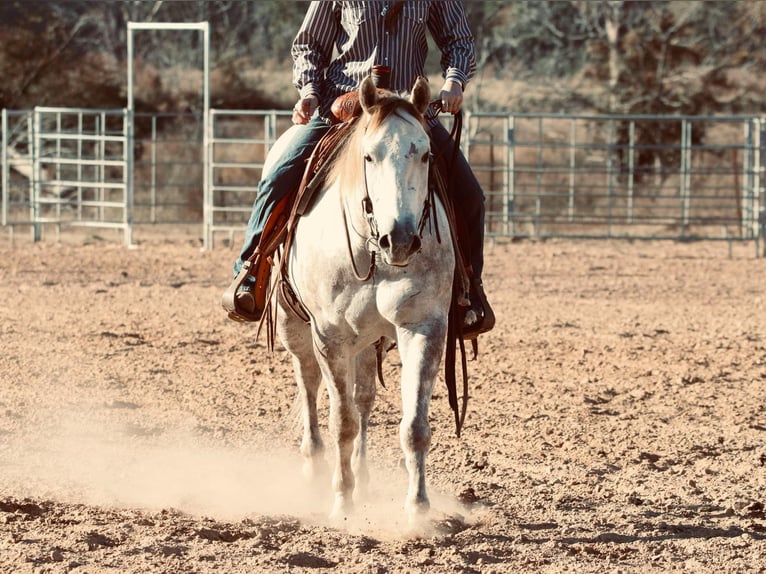 American Quarter Horse Castrone 4 Anni 147 cm Grigio in Carthage