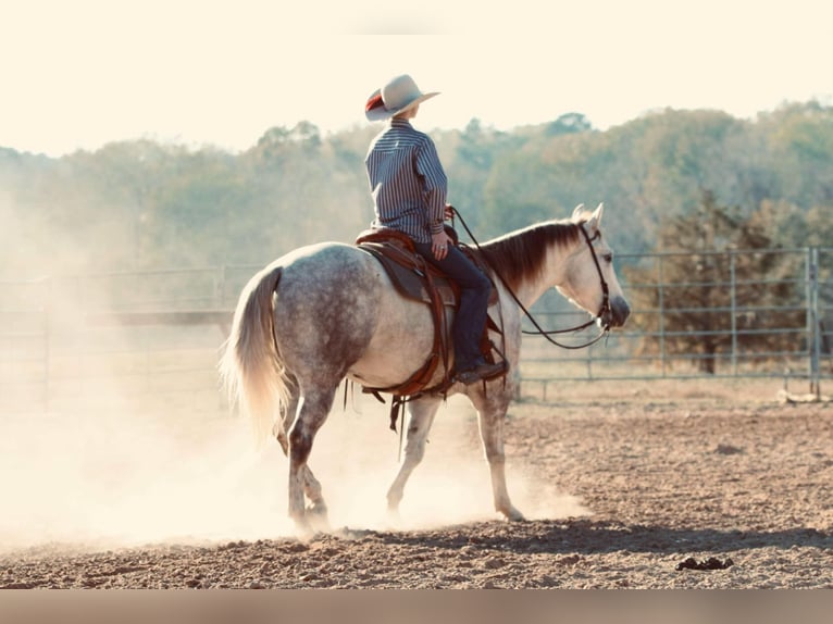 American Quarter Horse Castrone 4 Anni 147 cm Grigio in Carthage