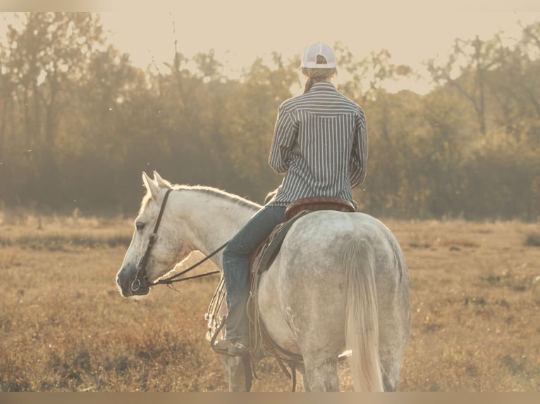 American Quarter Horse Castrone 4 Anni 147 cm Grigio in Carthage