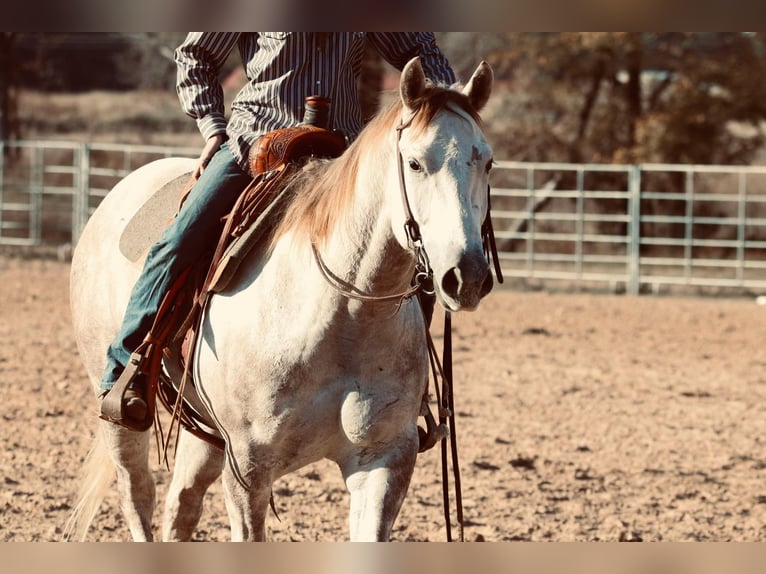 American Quarter Horse Castrone 4 Anni 147 cm Grigio in Carthage