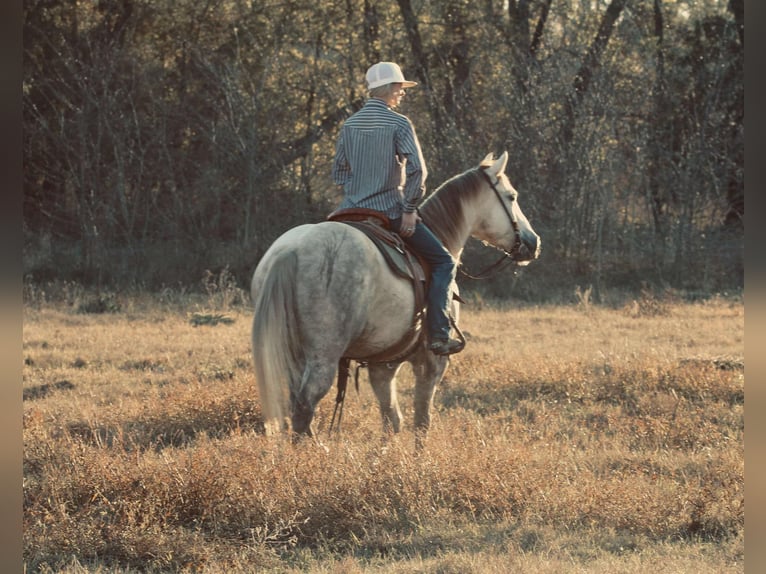 American Quarter Horse Castrone 4 Anni 147 cm Grigio in Carthage