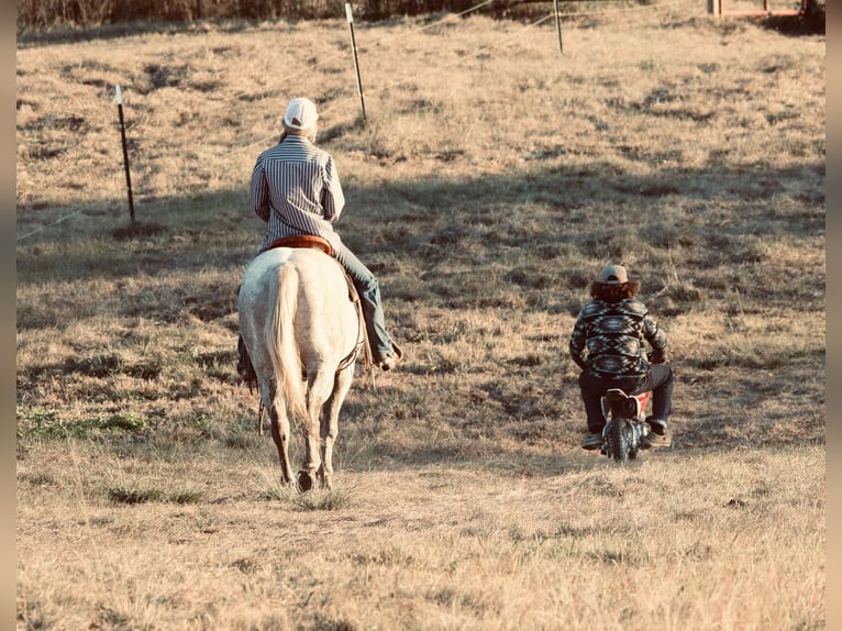 American Quarter Horse Castrone 4 Anni 147 cm Grigio in Carthage