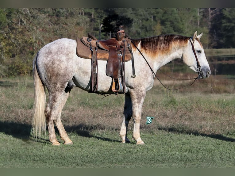 American Quarter Horse Castrone 4 Anni 147 cm Grigio in Carthage