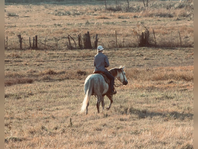 American Quarter Horse Castrone 4 Anni 147 cm Grigio in Carthage