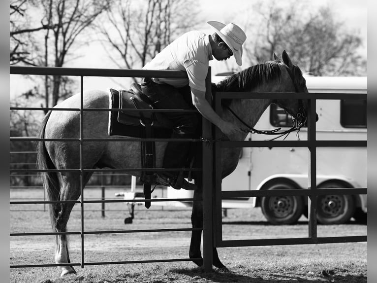 American Quarter Horse Castrone 4 Anni 147 cm Grigio in Lufkin, TX