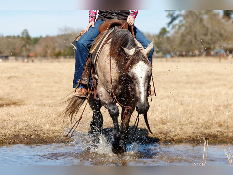 American Quarter Horse Castrone 4 Anni 147 cm Grigio in Lufkin, TX