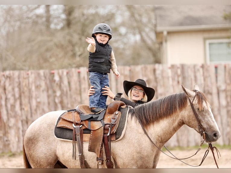 American Quarter Horse Castrone 4 Anni 147 cm Grigio in Lufkin, TX