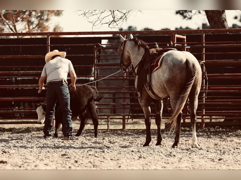 American Quarter Horse Castrone 4 Anni 147 cm Grigio in Lufkin, TX