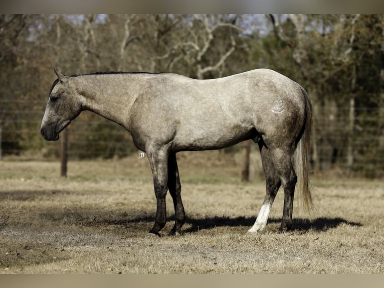 American Quarter Horse Castrone 4 Anni 147 cm Grigio in Lufkin, TX