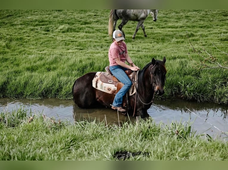 American Quarter Horse Castrone 4 Anni 147 cm Morello in Orrville, OH