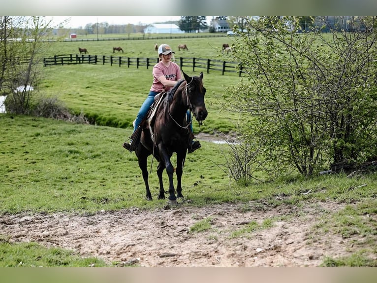 American Quarter Horse Castrone 4 Anni 147 cm Morello in Orrville, OH