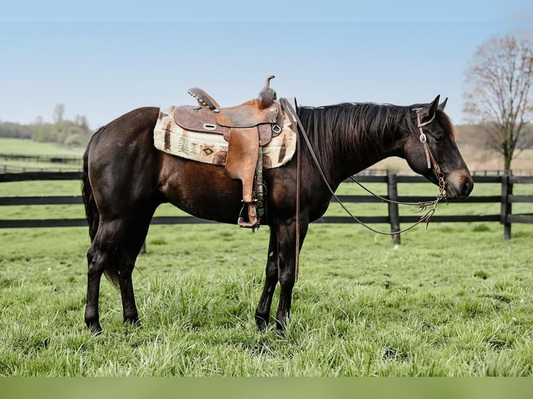 American Quarter Horse Castrone 4 Anni 147 cm Morello in Orrville, OH