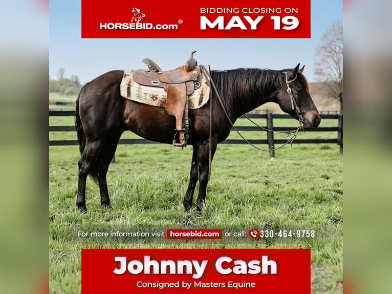 American Quarter Horse Castrone 4 Anni 147 cm Morello in Orrville, OH