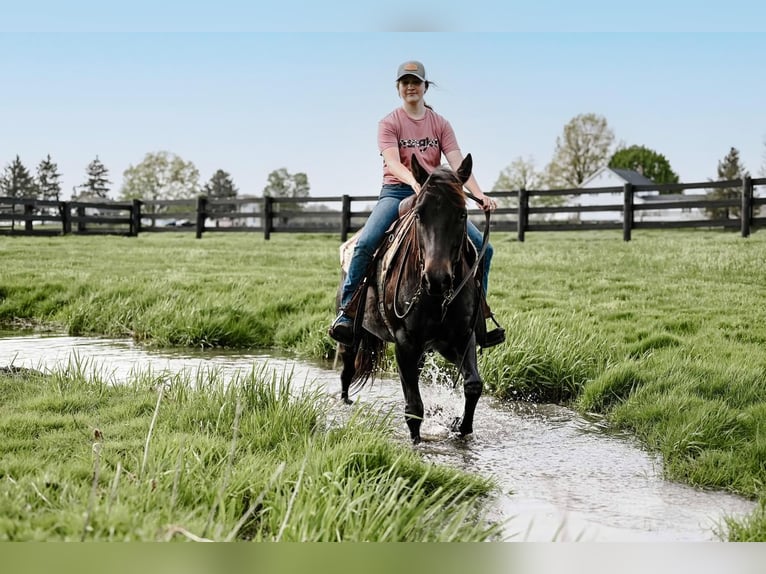 American Quarter Horse Castrone 4 Anni 147 cm Morello in Orrville, OH