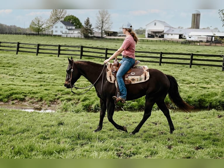 American Quarter Horse Castrone 4 Anni 147 cm Morello in Orrville, OH