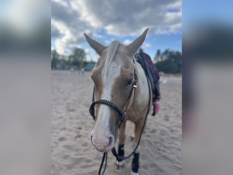 American Quarter Horse Castrone 4 Anni 147 cm Palomino in Teupitz