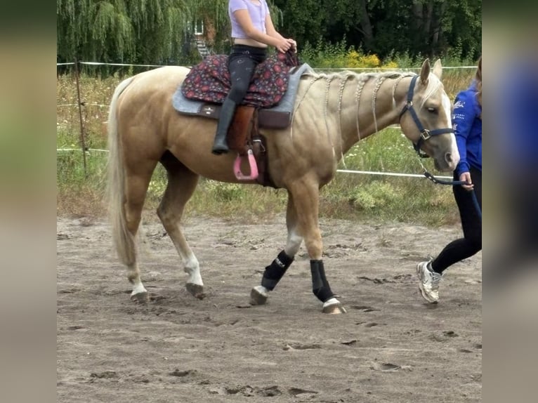 American Quarter Horse Castrone 4 Anni 147 cm Palomino in Teupitz