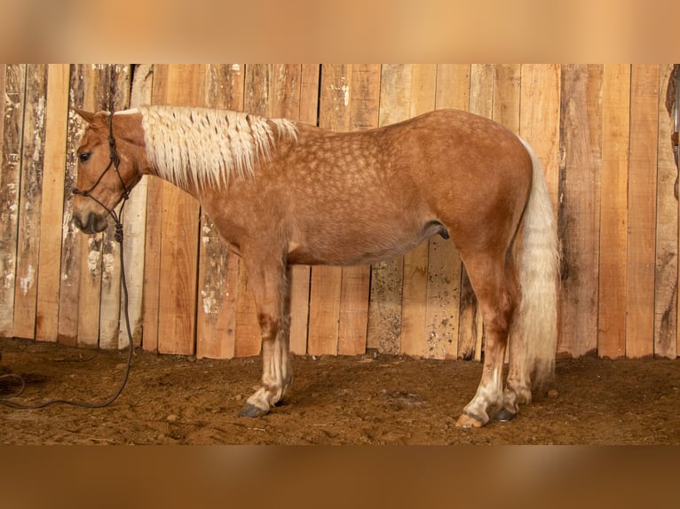 American Quarter Horse Castrone 4 Anni 147 cm Palomino in Dundee