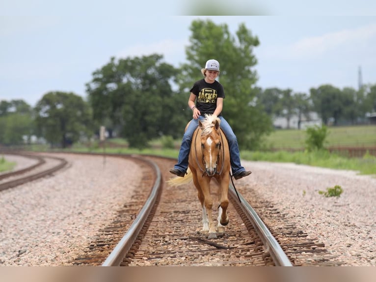 American Quarter Horse Castrone 4 Anni 147 cm Palomino in Pilot Point