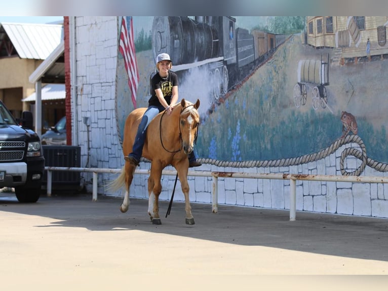 American Quarter Horse Castrone 4 Anni 147 cm Palomino in Pilot Point