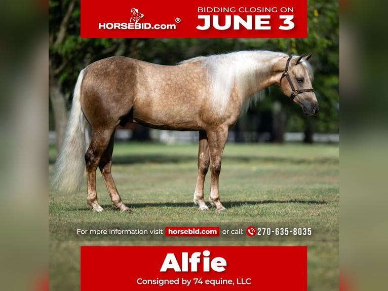 American Quarter Horse Castrone 4 Anni 147 cm Palomino in Madisonville