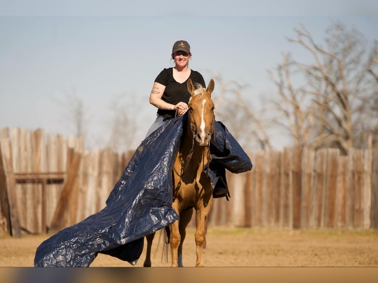 American Quarter Horse Castrone 4 Anni 147 cm Palomino in Whitesboro, TX