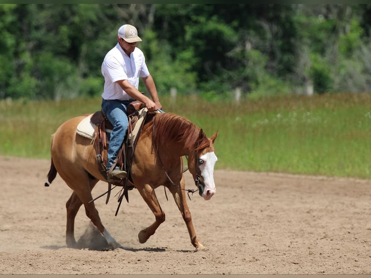 American Quarter Horse Castrone 4 Anni 147 cm Red dun in Joy, IL