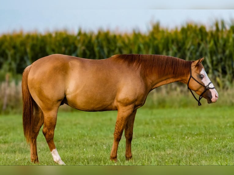 American Quarter Horse Castrone 4 Anni 147 cm Red dun in Joy, IL