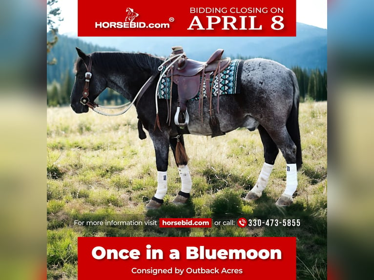 American Quarter Horse Mix Castrone 4 Anni 147 cm Roano blu in Dundee