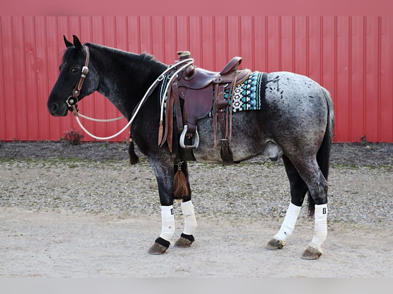 American Quarter Horse Mix Castrone 4 Anni 147 cm Roano blu in Dundee