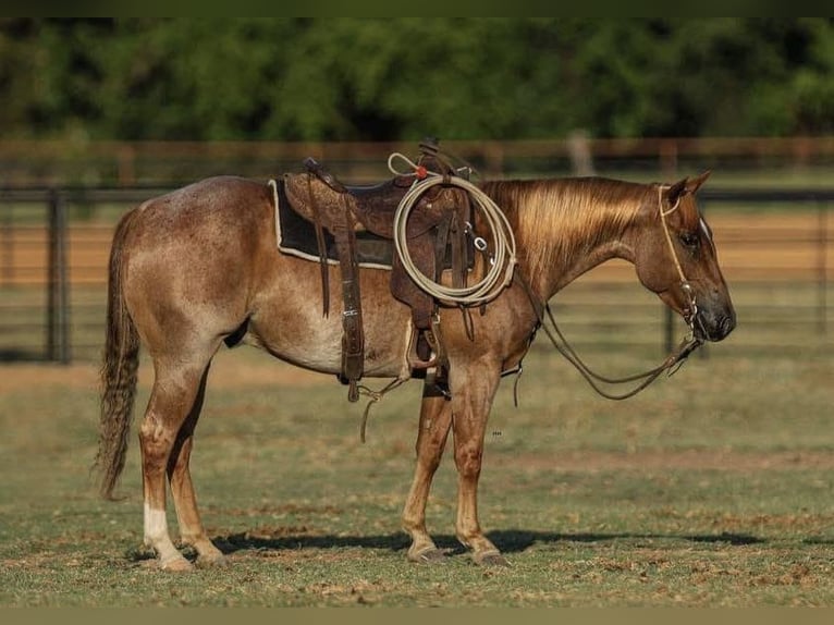 American Quarter Horse Castrone 4 Anni 147 cm Roano rosso in Buffalo, MO