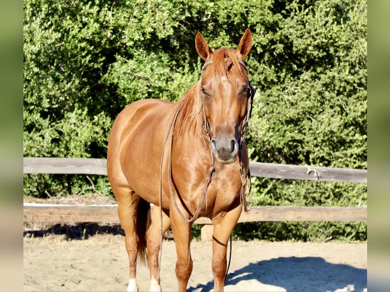 American Quarter Horse Castrone 4 Anni 147 cm Sauro ciliegia in Bitterwater CA