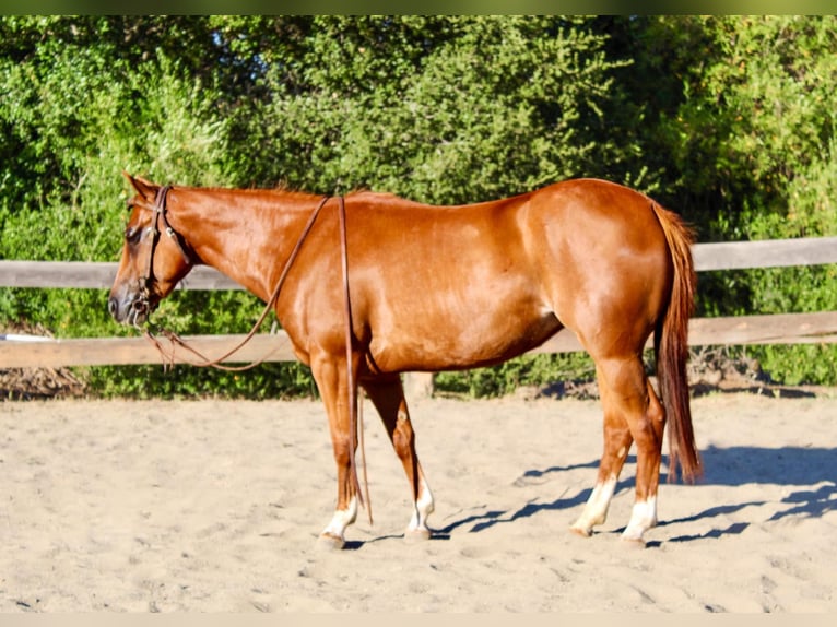 American Quarter Horse Castrone 4 Anni 147 cm Sauro ciliegia in Bitterwater CA