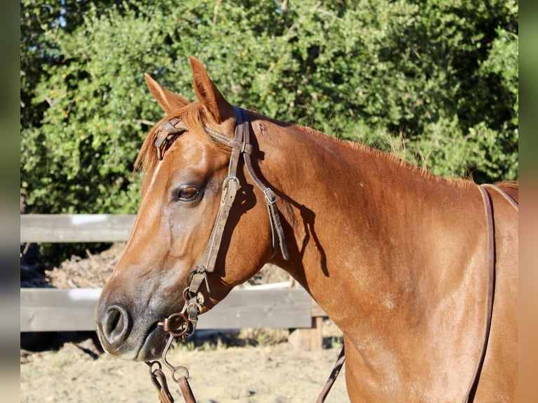 American Quarter Horse Castrone 4 Anni 147 cm Sauro ciliegia in Bitterwater CA