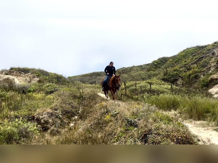 American Quarter Horse Castrone 4 Anni 147 cm Sauro ciliegia in Bitterwater CA