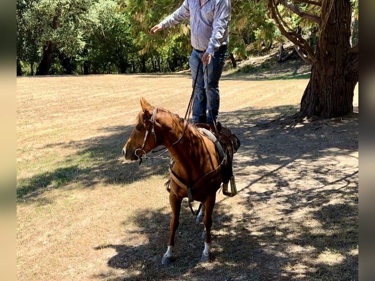 American Quarter Horse Castrone 4 Anni 147 cm Sauro ciliegia in Bitterwater CA