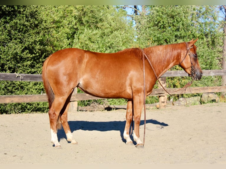 American Quarter Horse Castrone 4 Anni 147 cm Sauro ciliegia in Bitterwater CA